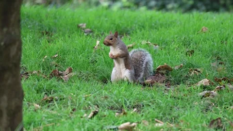 Squirrel in Autumn Leaves on a Cloudy Day, Brighton, UK Vidéo 287444448