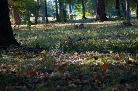 Squirrel in autumn leaves Stock Photos