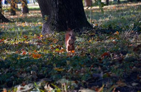 Squirrel in autumn leaves Stock Photos