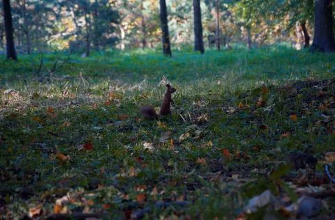 Squirrel in autumn leaves Stock Photos