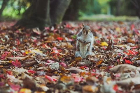 Squirrel autumn leaves Stock Photos