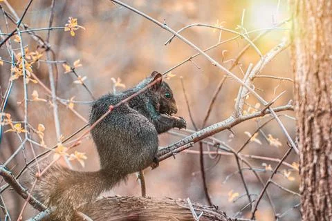 Squirrel in Autumn Light Stock Photos