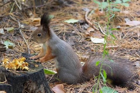 Squirrel in autumn or spring looking for food on the ground. Wild animal Stock Photos