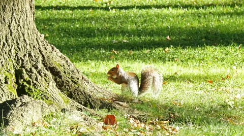 Squirrel in autumn park Stock Footage 49677893