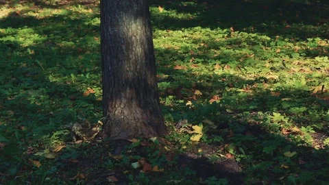 Squirrel in the autumn park Stock Footage 80354342