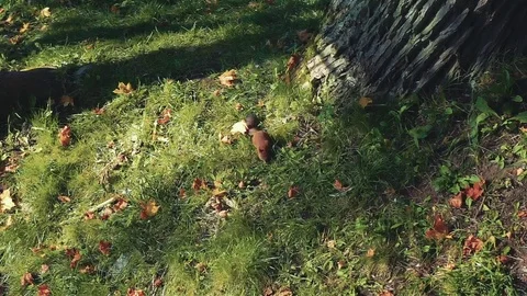Squirrel in the autumn park Stock Footage 80354351