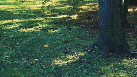 Squirrel in the autumn park Stock Footage 80354386
