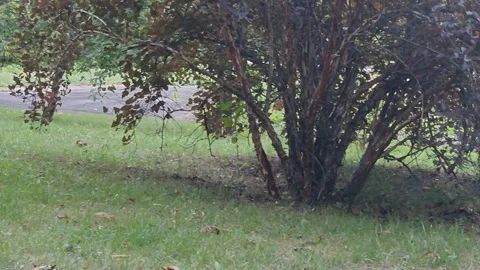 A squirrel in an autumn park Stock Footage 317508804