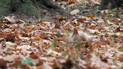 Squirrel in the Autumn Park Looking for Nuts and Hiding them in Fallen Foliage Stock Footage 81927780