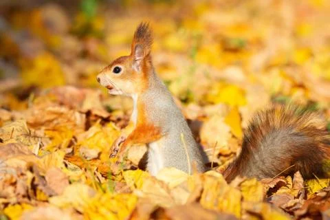 Squirrel in the autumn park Stock Photos