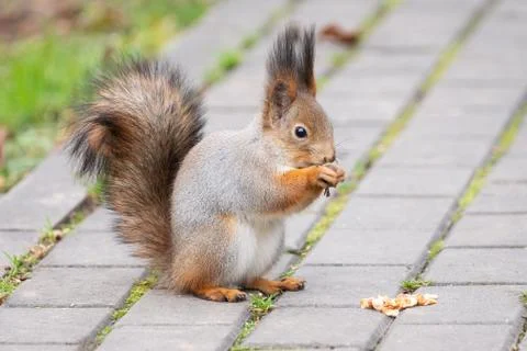Squirrel in the autumn park Stock Photos