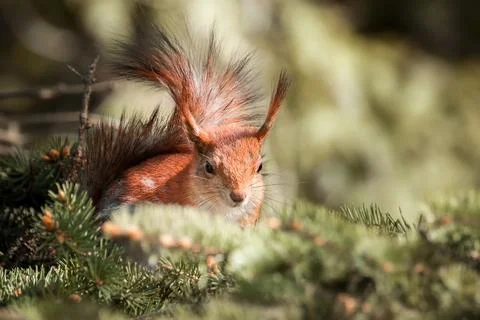 Squirrel in the autumn park. Stock Photos