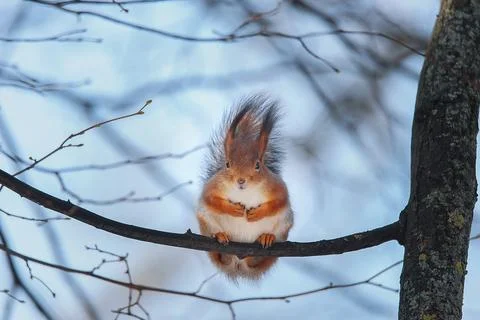Squirrel in the autumn park. Stock Photos