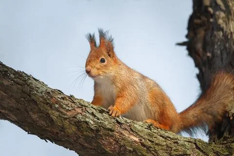Squirrel in the autumn park.... Stock Photos