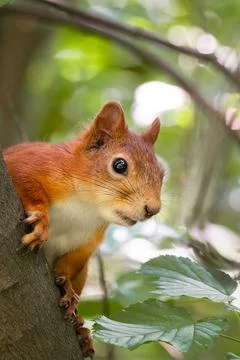 Squirrel in the autumn park.. Stock Photos