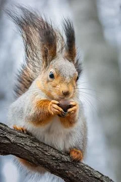 Squirrel in the autumn park. Stock Photos