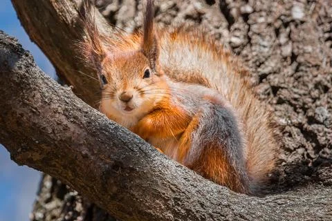 Squirrel in the autumn park... Stock Photos