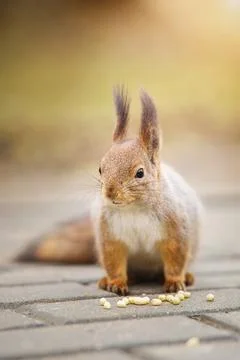 Squirrel in the autumn park Stock Photos
