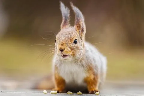 Squirrel in the autumn park Stock Photos