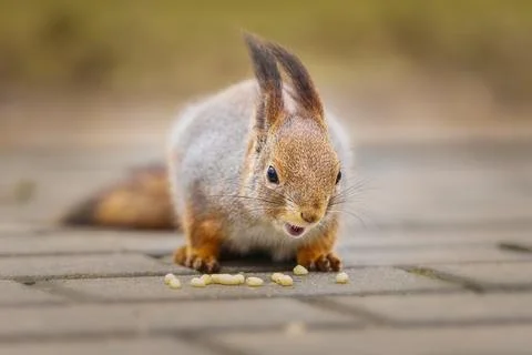 Squirrel in the autumn park Stock Photos