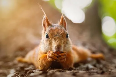 Squirrel in the autumn park. Stock Photos