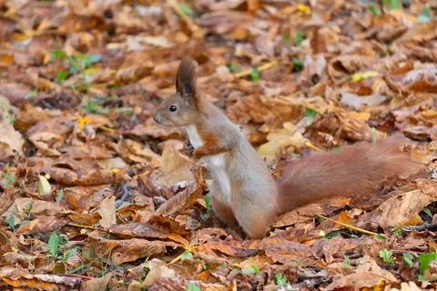 Squirrel in the autumn park Stock Photos