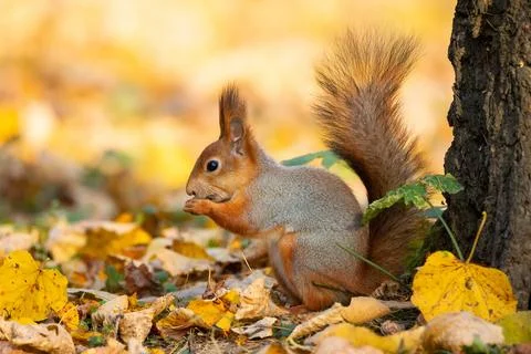 Squirrel in the autumn park Stock Photos