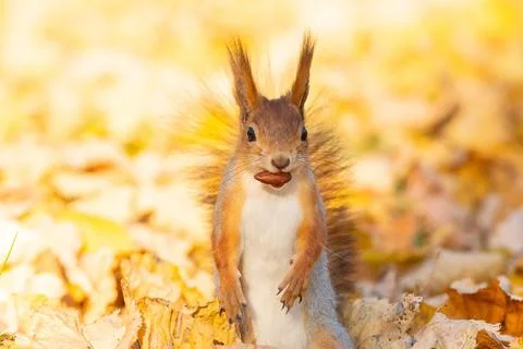 Squirrel in the autumn park Stock Photos