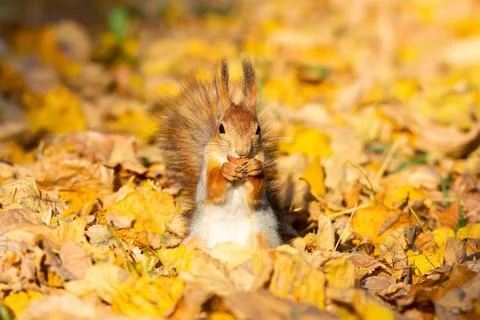 Squirrel in the autumn park Stock Photos