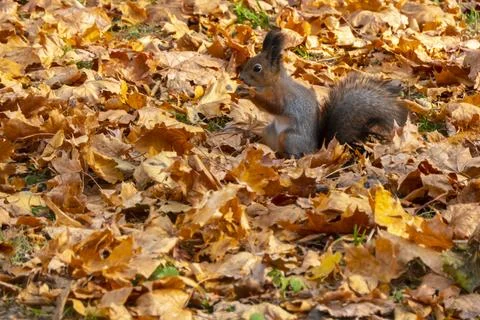 Squirrel in autumn Fotos de archivo