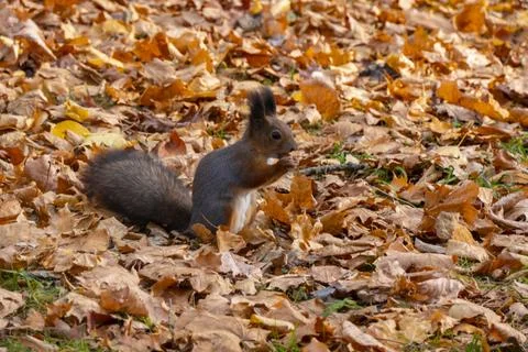 Squirrel in autumn Stock Photos
