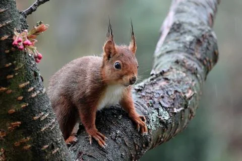Squirrel in autumn Stock Photos