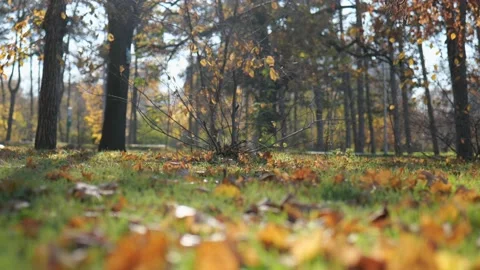 A squirrel in the background climbs a tree. autumn landscape in the park Stock Footage 221435329