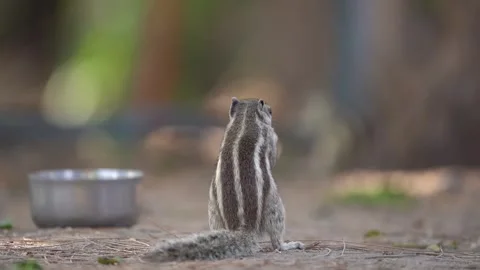 Squirrel backside Video stock 258025014