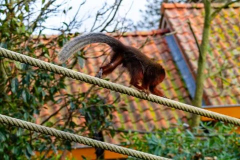 Squirrel Balancing on a Rope Stock Photos