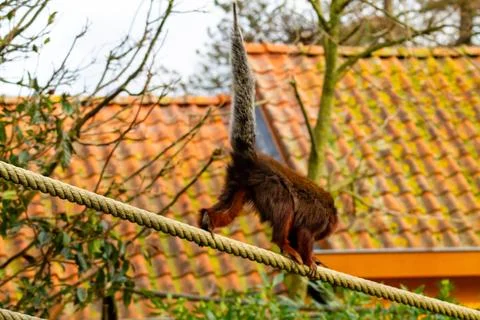 Squirrel Balancing on a Rope Stock Photos