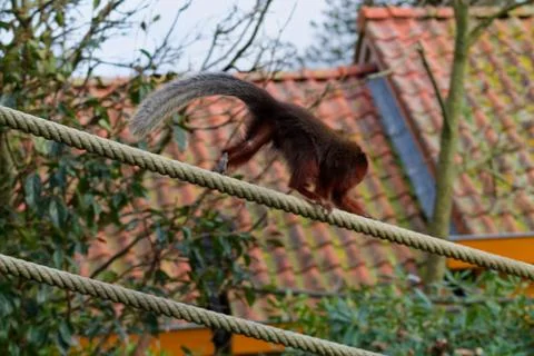 Squirrel Balancing on a Rope Stock Photos