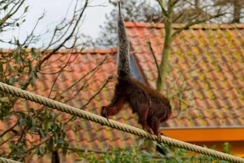 Squirrel Balancing on a Rope Stock Photos