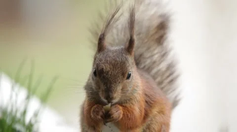 Squirrel in a balcony 3 Stock Footage 5387489