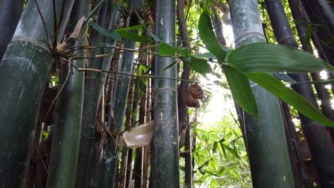 Squirrel in bamboo forest eating a nut Stock Footage 127594556
