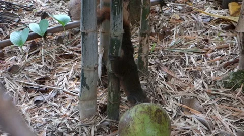 Squirrel in Bamboo Grove. Stock Footage 40619730