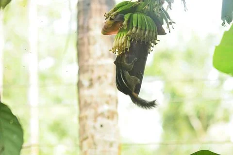 Squirrel on banana tree Stock Photos