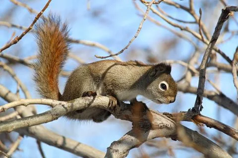 A squirrel in a bare tree with a blue background Stock Photos