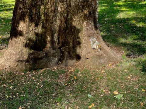 Squirrel at base of tree Stock Photos