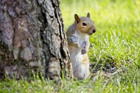 Squirrel behind a tree looks to the side. Stock Photos