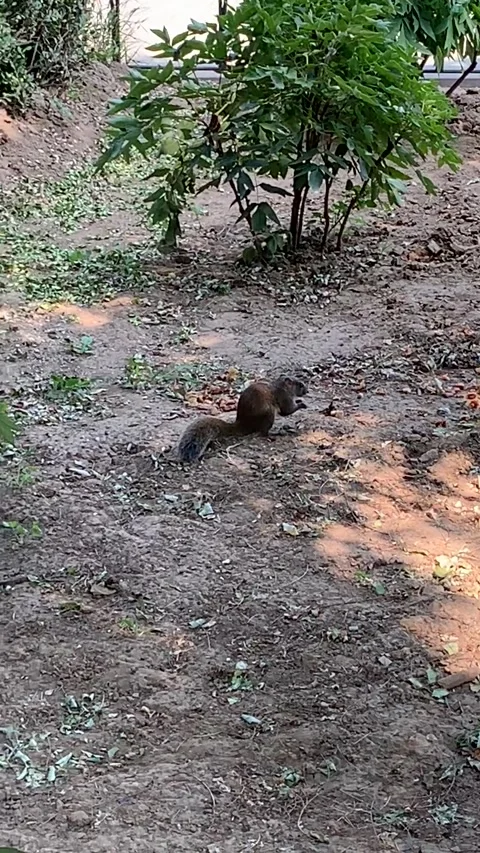 Squirrel in a Beijing park Video stock 341982586
