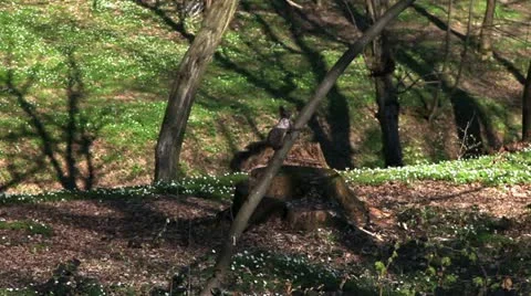 Squirrel being chased by a dog hence camera is moving for dramatic effect Stock Footage 27761830
