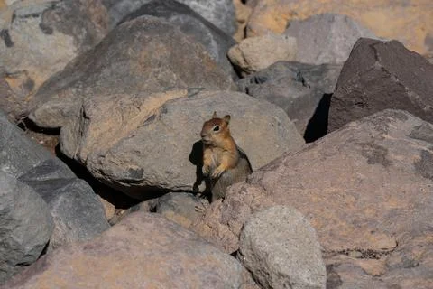 Squirrel between the rocks Fotos de archivo
