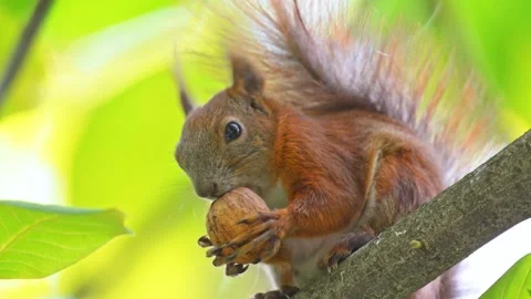 Squirrel with a big walnut on a tree branch, filmed in captivating slow motion. Stock Footage 304681899