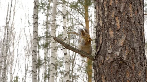 Squirrel in the birch forest in spring time Stock Footage 128409187